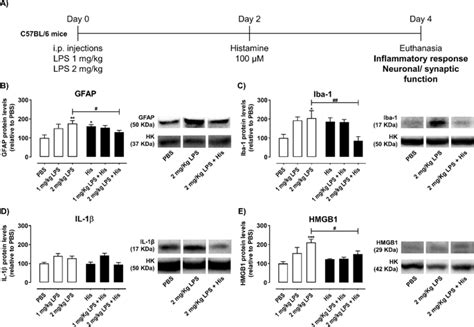 组胺调节成年小鼠的海马炎症和神经发生。 Scientific Reports X Mol