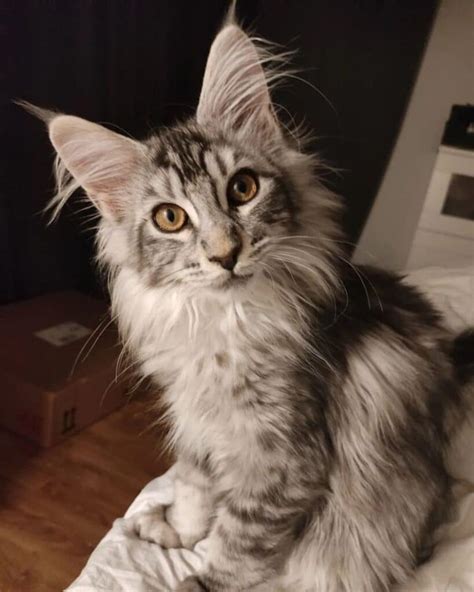 17 Silver Tabby Maine Coon Cats You’ll Love