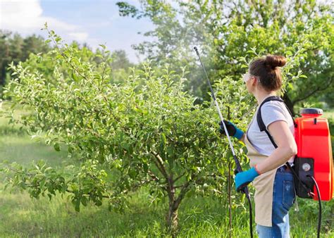 Spraying Of Dormant Oils How And When To Use Dormant Oil On