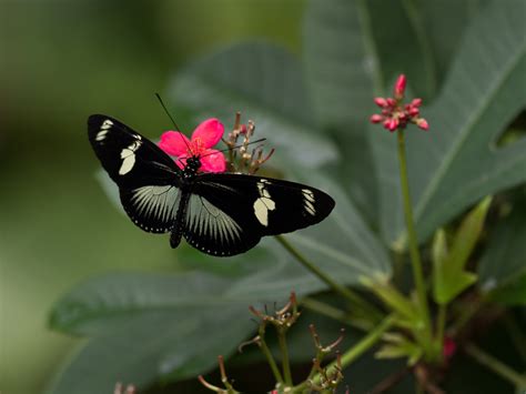 Dorisfalter Heliconius Doris Foto And Bild Makro Natur Insekten