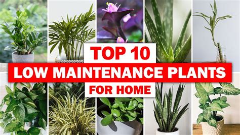 Top 10 Low Maintenance Plants For Home Best 10 Indoor Plants For Home