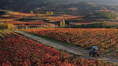 Las viñas de la DOC Rioja refuerzan su exclusividad tras decisión