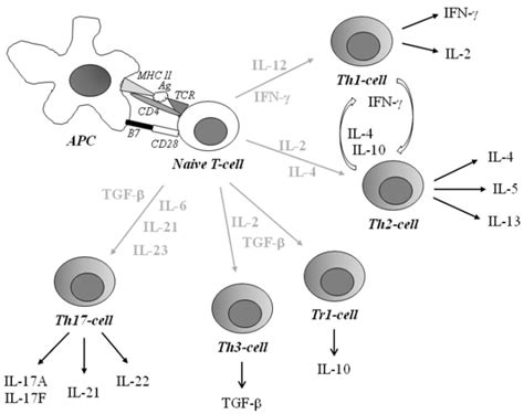 Schematic Overview Of T Helper Subsets The Antigen Presenting Cell Download Scientific Diagram