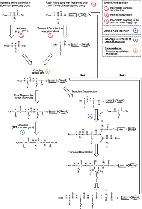 Schematic Overview Of Fmoc Solid Phase Peptide Synthesis Spps