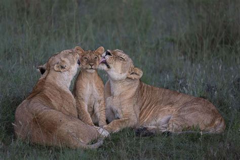 People’s Choice Wildlife Photographer Of The Year 2023 The Atlantic