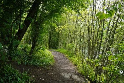 Woodland Walks In Greater Manchester Where You Can Stay Out Of The