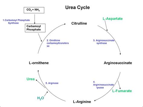 How many enzymes are involved in urea cycle