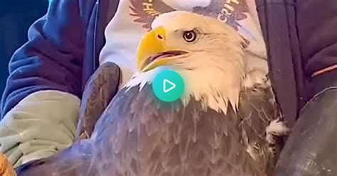 Aurora The Eagle Album On Imgur