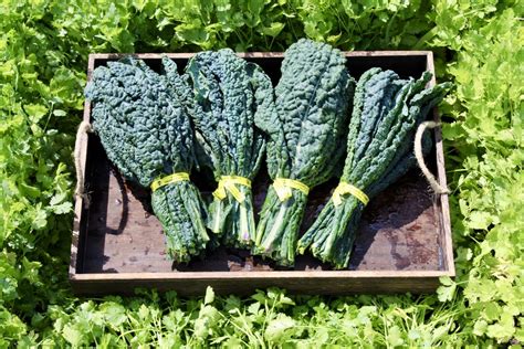 Organic Bundle of Lacinato kale – Sun Valley Farms