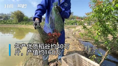 30秒四川广安一田双用发展生态农业 稻虾共养助农致富 凤凰网视频 凤凰网