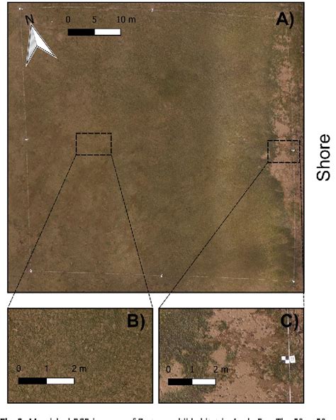 Figure 3 From Spatial Assessment Of Intertidal Seagrass Meadows Using