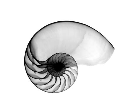 Nautilus Shell Drawing | Free download on ClipArtMag