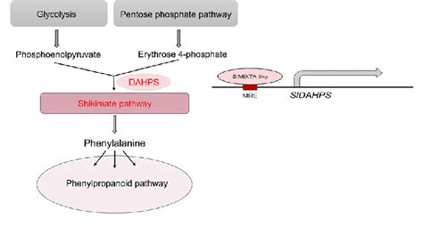 Proposed Model For The Molecular Mechanism Of SlMIXTA Like Mediated