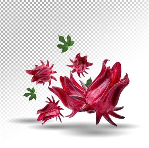 Premium Psd Roselle Hibiscus Sabdariffa Red Fruit Flower Isolated