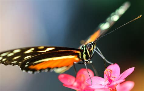 3840x2160 Wallpaper Wing Butterfly Probe Fly Insect Insect One