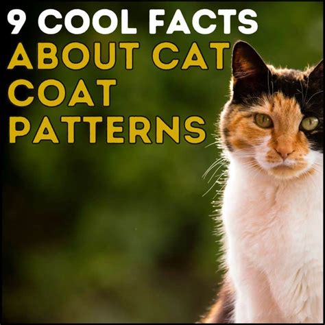 7 Awesome Facts About Tabby Cat Patterns