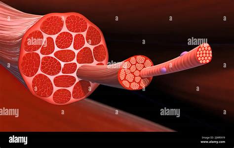 Cellula Muscolare Scheletrica Umana Immagini E Fotografie Stock Ad Alta Risoluzione Alamy