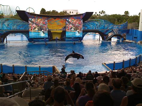 52 Weeks of Disney: Week 26 - New Shamu Show at SeaWorld Orlando (June 28)