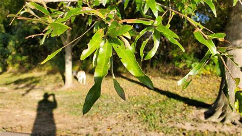 Willow Oak (Quercus phellos) Leaves – Who is that Masked Man ...