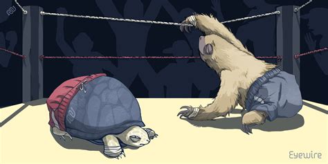 Sloths vs Turtles: The Slow Race to the Finish