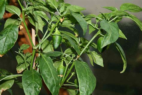 How To Fix Calcium Deficiency In Pepper Plants Farming Pedia