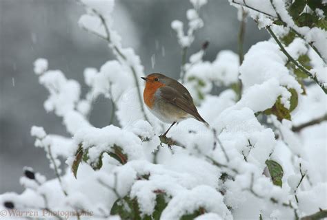 Robin in falling snow photo WP27597