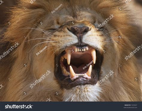 Male Lion Showing Teeth Stock Photo 1525927 | Shutterstock