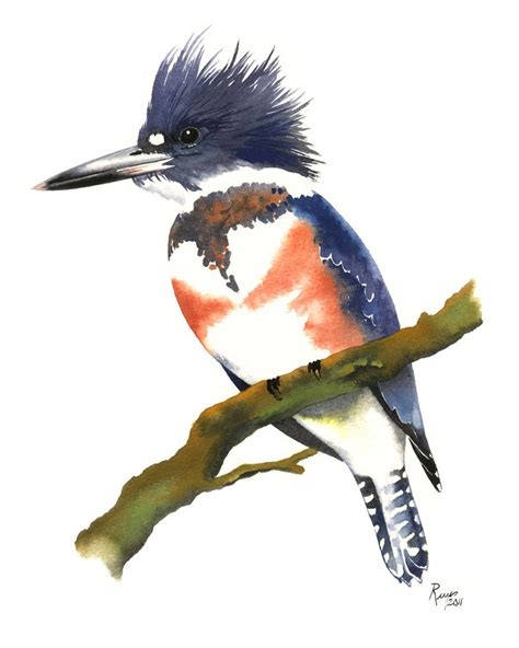 Limited Edition Giclee Print Watercolor Painting Of Belted Kingfisher