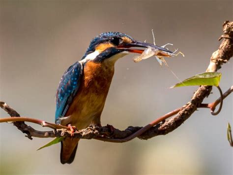 Premium Photo Alcedo Atthis