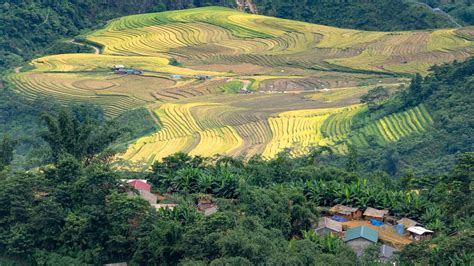 Rice Terraces and Green Trees on Mountain Slopes · Free Stock Photo