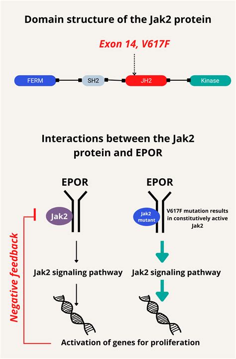jak vf mutation  blood project