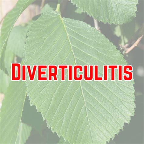 Effective Herbal Remedies for Diverticulitis