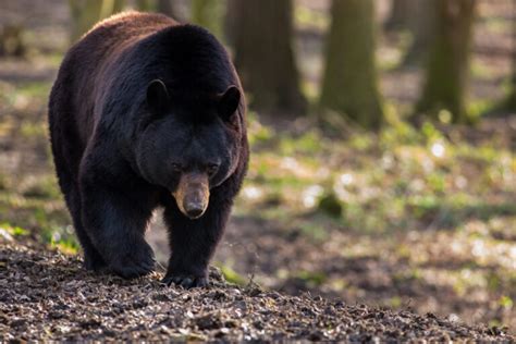 Njdep Fish Wildlife Nj Bear Hunt Is Now Open