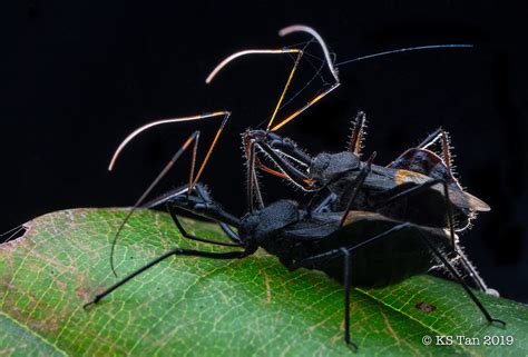 Assassin Bug Reduviidae Sycanus Sp 2g1a7578 Ks Tan Sg Flickr