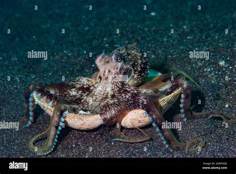 Coconut Octopus Amphioctopus Marginatus Stock Photo Alamy