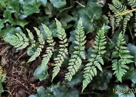 Athyrium filix-femina (Lady Fern) – 10,000 Things of the Pacific Northwest