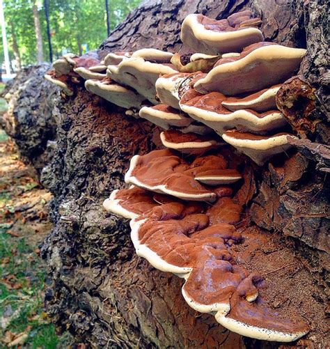 london fungus network