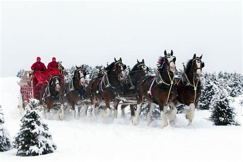 Clydesdale Horses Wallpaper (49+ images)