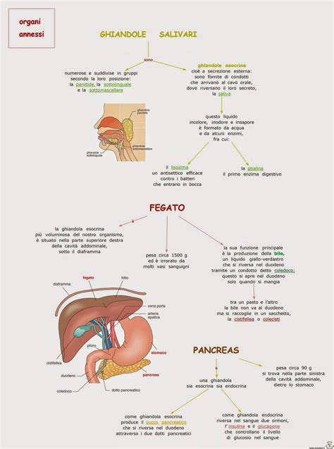 Classe Quinta Scienze Dalla Cellula All Organismo I Tessuti Gli