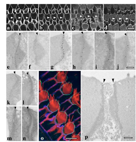 Immunolocalization Of TJ Proteins In The Reticular Lamina A D