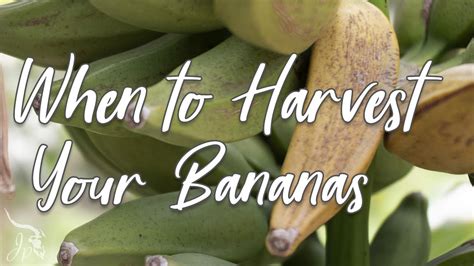 When To Harvest Your Bananas Youtube