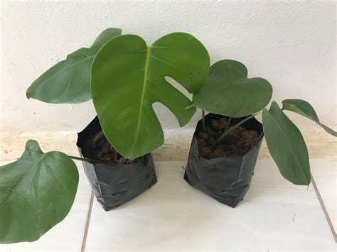 Muda De Costela De Adão Monstera Deliciosa Parcelamento sem juros