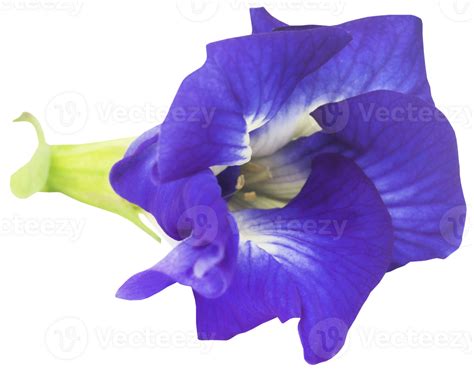 Clitoria Ternatea Or Blue Aparajita Flower 31098451 Png