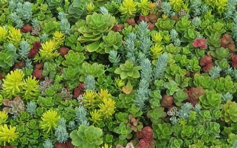 Sedum Tiles By Permascape Designs In Port Washington Ny Alignable