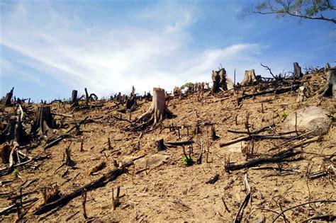 Irresolute Localities Destroying Forests PM