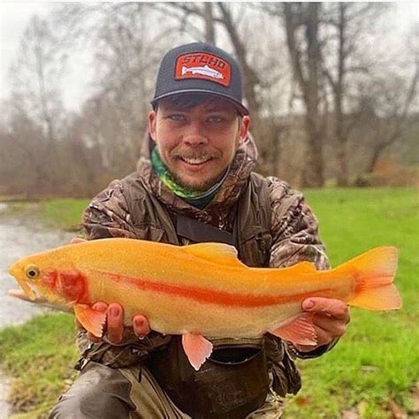 Check Out The Great Looking Palomino Trout A B C Outdoors Caught This