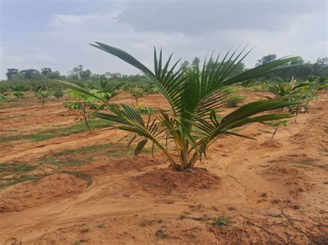 Agricultural Land Acre For Sale In Kalaiyar Kovil Sivaganga Rei