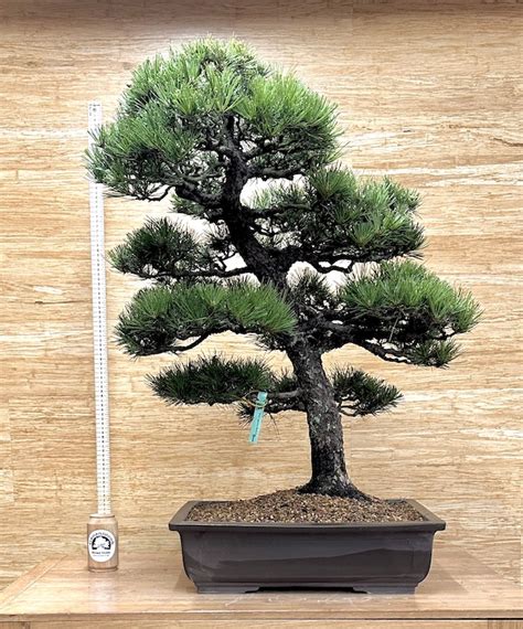 Specimen Japanese Black Pine Greenwood Bonsai Studio