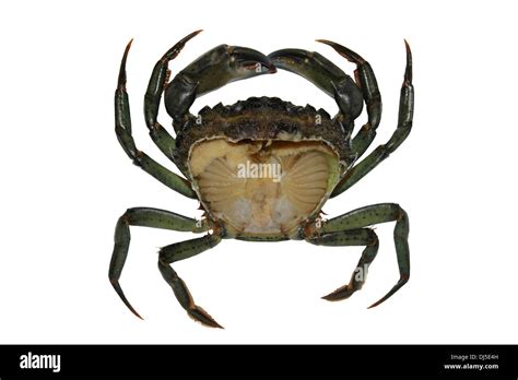 Common Shore Crab Carcinus Maenas With Removed Carapace Exposing The