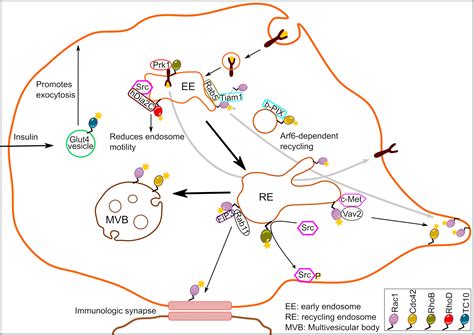 Frontiers Multifaceted Rho Gtpase Signaling At The Endomembranes